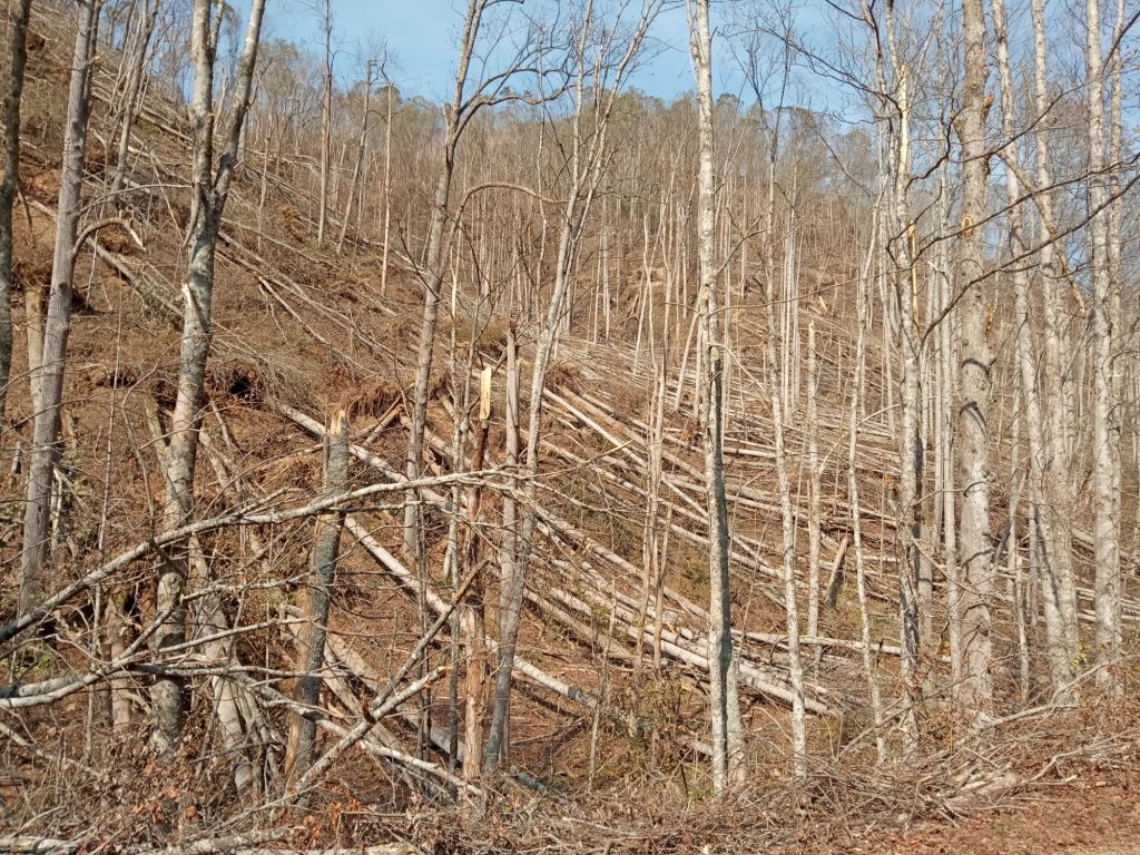 img_20241013_1134561116993125650920873504